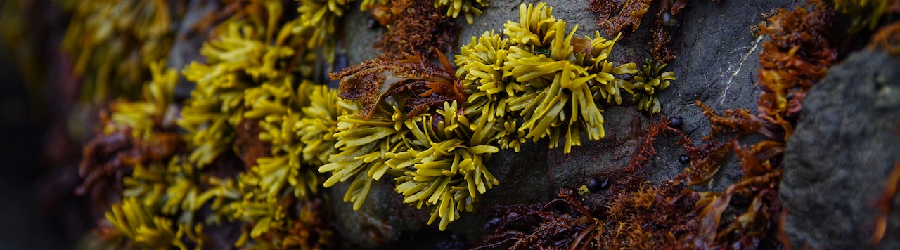 anemones